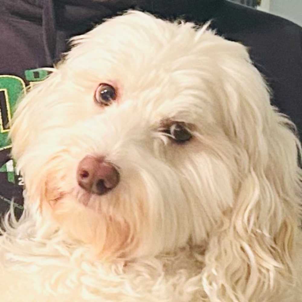 Meet your Posher, LD